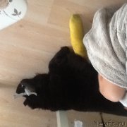 Превью фото № 174608