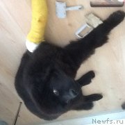 Превью фото № 174609