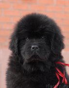 Превью фото № 174676