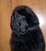 Превью фото № 174720