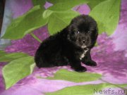 Превью фото № 174725