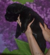 Превью фото № 174791