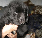 Превью фото № 174795