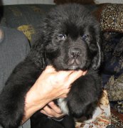 Превью фото № 174796