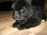 Превью фото № 174797