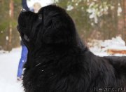 Превью фото № 174833