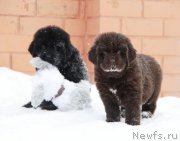 Превью фото № 174862