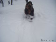 Превью фото № 174889