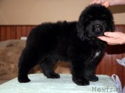 Превью фото № 174950