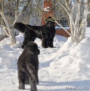 Превью фото № 175009