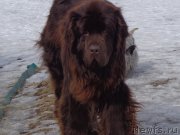 Превью фото № 175064