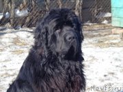 Превью фото № 175065