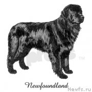 Превью фото № 175077