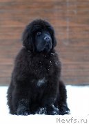 Превью фото № 175083