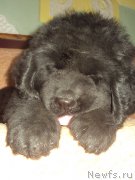 Превью фото № 175184