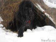 Превью фото № 175195