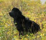 Превью фото № 17522