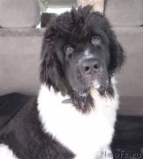 Превью фото № 175290