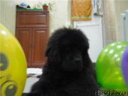 Превью фото № 175291