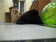 Превью фото № 175292