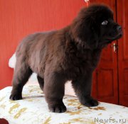 Превью фото № 175356