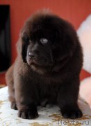 Превью фото № 175357