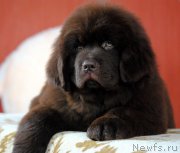 Превью фото № 175361