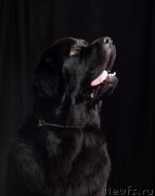 Превью фото № 175380