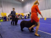 Превью фото № 175465