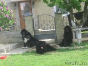 Превью фото № 175478