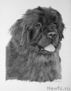 Превью фото № 175546