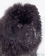 Превью фото № 175557