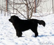 Превью фото № 175565