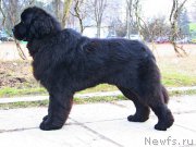 Превью фото № 175600