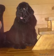 Превью фото № 175688