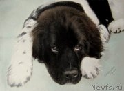 Превью фото № 175696