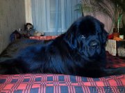 Превью фото № 175751