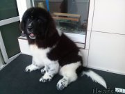 Превью фото № 175764