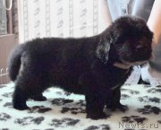 Превью фото № 175782