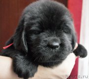 Превью фото № 175783