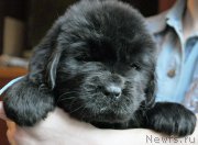 Превью фото № 175791