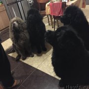 Превью фото № 175797