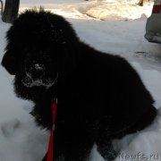 Превью фото № 175807