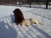 Превью фото № 175811