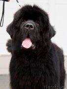 Превью фото № 175813