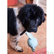 Превью фото № 175836