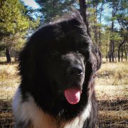 Превью фото № 175838