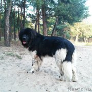 Превью фото № 175840