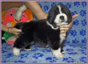 Превью фото № 175851