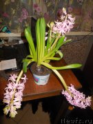 Превью фото № 175877